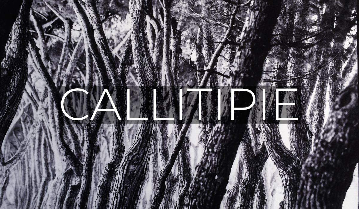 Callitipie